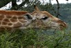 Giraffe Eating Thorn Tree.jpg